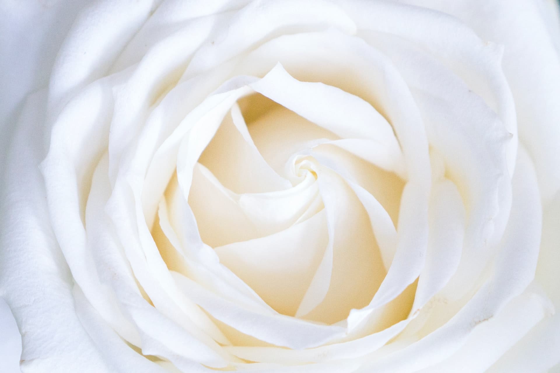 White rose