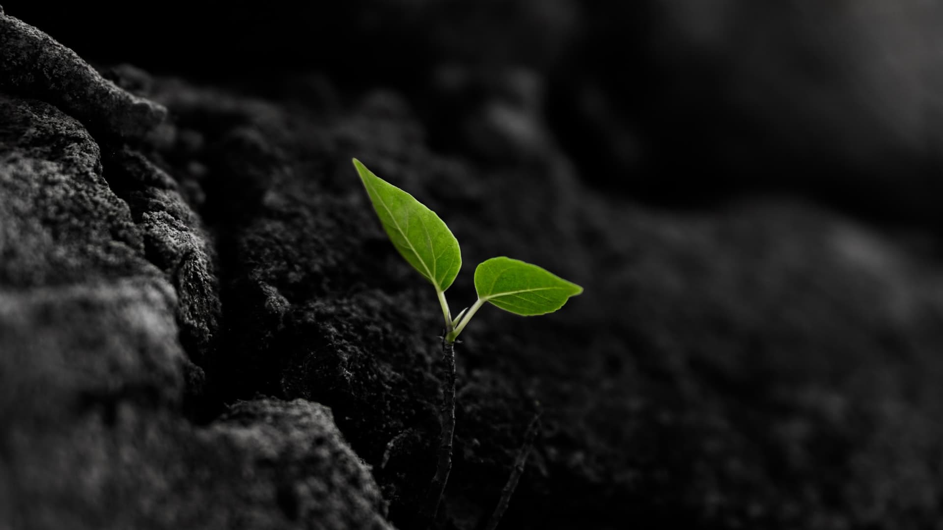 A baby plant sprouting from the soil