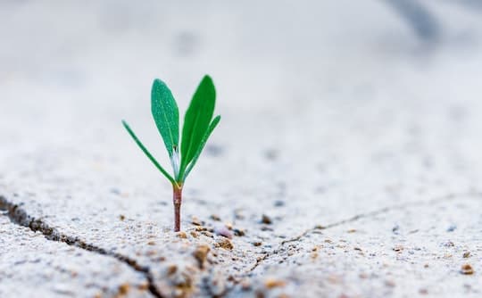 A baby plant sprouting from the soil